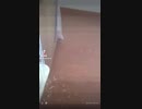 【TikTok】戦場のハリネズミ
