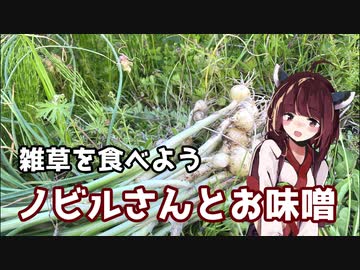 【思い切って野草を食べてみよう】#15 ノビルさんの「味噌つけ」！