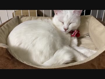 我が家の保護猫が古いベッドで( ˘ω˘ )ｽﾔｧ…