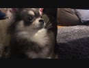 けいちょんが好きすぎる件について