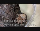 [ケースを変えたぜ]タランチュラ飼育日記その１７８[百均なんだよなやっぱり]