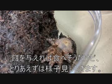 人気の 蜘蛛 動画 870本 6 ニコニコ動画