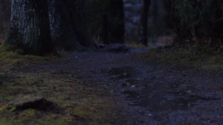 【素材】森の中の、優しい雨【癒しASRM】