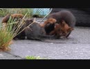 子猫ショック？母に背負い投げされる瞬間