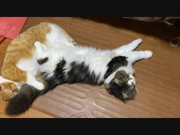 モフモフを抱きしめる短足猫