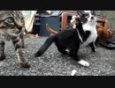 鶏肉に乱舞する野良猫の子猫たち【貰われていく子猫に最後の鶏肉を贈呈 その２】