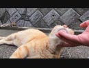 野良猫とは思えないくらい人懐っこい猫をモフれる幸せ