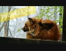 雨の日の蔵王キツネ村 - Zao Fox Village