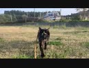 2021/05/08放送【36日目 青森県 夕方もあずにゃんぽ（猫散歩）から切り株でお休みまで。】猫と車中泊　日本縦断　サイコロの旅　北海道にたどり着けるか？【旅猫あずき～保護猫から旅猫へ～】