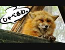 きつねのおしゃべり - Fox talking