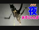 2021/05/09放送【37日目 青森県 夕方もあずにゃんぽ（猫散歩）から切り株でお休みまで。】猫と車中泊　日本縦断　サイコロの旅　北海道にたどり着けるか？【旅猫あずき～保護猫から旅猫へ～】
