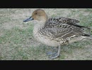 オナガガモ メス　Anas acuta