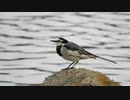 ハクセキレイMotacilla alba