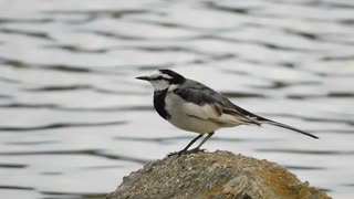 ハクセキレイMotacilla alba