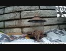 トレイルカメラで雀撮ってみた　20210510