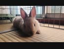 【うさぎ】近況