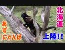 2021/05/10放送【38日目 北海道上陸！あずにゃんぽ（猫散歩）】北海道全市町村制覇するまで帰れまてん！　猫と車中泊の旅　日本縦断【旅猫あずき～保護猫から旅猫へ～】