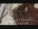 [最近レコードを]タランチュラ飼育日記その１７９[こだわり出したなこいつは]