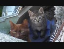 子猫を見るなと睨みを利かせる母猫