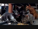 野良猫の子猫はフードファイター『クロはお腹一杯で食べる演技』カリカリ→鶏肉→カリカリ→鶏肉と食べています