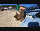 猫島で釣りを楽しむ人の魚を狙う野良猫がモフらせてくれたｗ