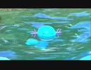 【Newポケモンスナップ】ポケモン写真家を目指す実況【part7】