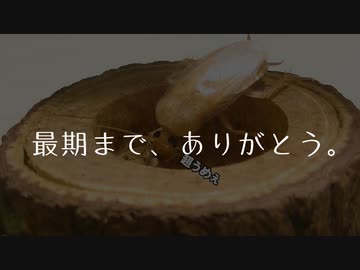 人気の ｺﾞｷﾌﾞﾘ 動画 1 240本 9 ニコニコ動画