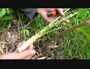 【自然を食べよう!】山菜の鹿肉巻き 3/4