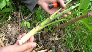 【自然を食べよう！】山菜の鹿肉巻き　3/4