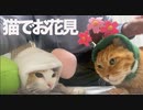 桜を纏いしネコチャンズ、お花見に立ち上がる