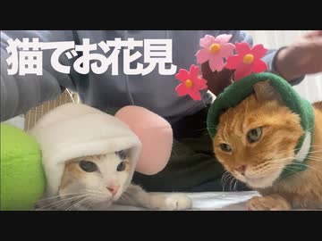 桜を纏いしネコチャンズ、お花見に立ち上がる