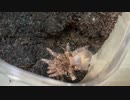 [圧倒的何もなさ]タランチュラ飼育日記その１８０[究極の手抜き]