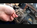 狂暴な野良猫の子猫に手で鶏肉をあげると・・・いつもこうなる