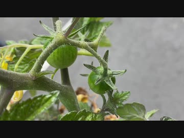 ミニトマトのプランター栽培をやり始めたのだ