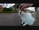 私の元へ近づいてくる野良猫にねこじゃすりや頭こちょこちょしてみたゾ