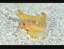 リーゼント的なツマジロオコゼ