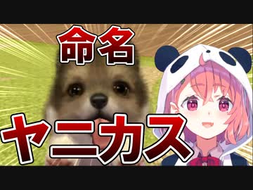 肺活量が無さすぎて愛犬がヤニカスになる笹木