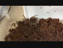 [一生酔ってる]タランチュラ飼育日記その１８１[休日の酒の魔力]
