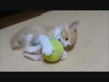 今のところこの世で一番憎い相手と戦う赤ちゃん猫。