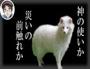 美しすぎる白色のアルビノタヌキ【へんないきもの】