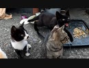 臆病な野良猫の子猫が鳴いて鶏肉をせがむようになった【貰われていく子猫に最後の鶏肉を贈呈 その３】