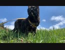 2021/05/12放送【40日目 北海道 羊蹄山自然公園　あずにゃんぽ（猫散歩）】北海道全市町村制覇するまで帰れまてん！　猫と車中泊の旅　日本縦断【旅猫あずき～保護猫から旅猫へ～】