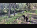 2021/05/12放送【40日目 北海道 京極町 あずにゃんぽ（猫散歩）】北海道全市町村制覇するまで帰れまてん！　猫と車中泊の旅　日本縦断【旅猫あずき～保護猫から旅猫へ～】