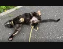 2021/05/13放送【41日目 北海道 神威岬 あずにゃんぽ（猫散歩）】北海道全市町村制覇するまで帰れまてん！　猫と車中泊の旅　日本縦断【旅猫あずき～保護猫から旅猫へ～】
