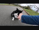 ジョギンクコースを散歩していたら牛みたいなハチワレ猫と出会った