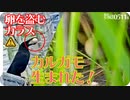 0511B【カラスが卵を…カルガモ親子の雛鳥生まれた！2021】ツバメの雛、シジュウカラの子育て、スズメの巣。　鶴見川、その他でコンデジ野鳥撮影　　#身近な生き物語　#カルガモ親子　#カラス