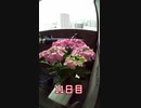 【タイムラプス】アジサイの成長記録 Growth record of hydrangea #Shorts