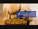 Dogs Meal