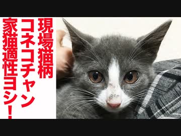 現場猫柄子猫、家猫適性「ヨシ！」