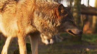 ローランド犬を発見しました。